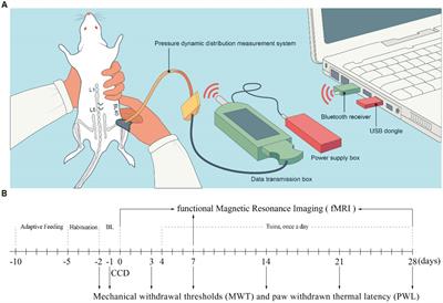 Resting-state functional magnetic resonance imaging reveals brain remodeling after Tuina therapy in neuropathic pain model